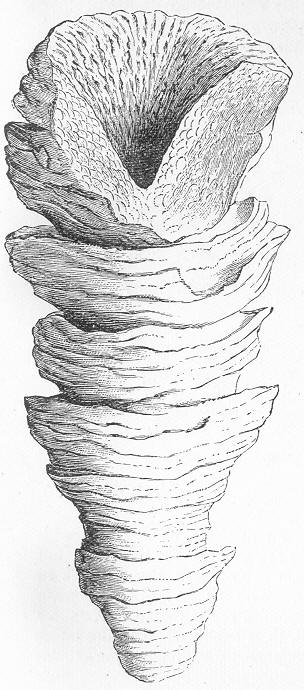 Fig. 80