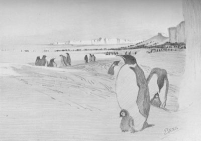 Emperors Barrier And Sea Ice—E. A. Wilson, del.