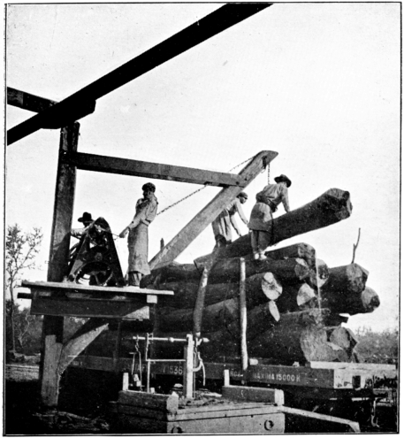 Loading Timber at Wayside Station.