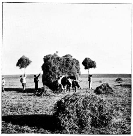 The Green Fields of Alfalfa.