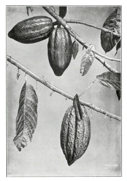 How the Cacao Grows. (Showing Leaf, Flower, and
Fruit.)