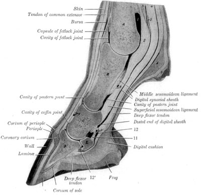 Fig. 4—Sagital Section of Digit and Distal Part of Metacarpus.
A, Metacarpal bone; B, first phalanx; C, second phalanx, D, third
phalanx; E, distal sesamoid bone; 1, volar pouch of capsule of fetlock
joint; 2, inter-sesamoidean ligament; 3, 4, proximal end of digital
synovial sheath; 5, ring formed by superficial flexor tendon; 6, fibrous
tissue underlying ergot; 7, ergot; 8, 9, 9', branches of digital
vessels; 10, distal ligament of distal sesamoid bone; 11, suspensory
ligament of distal sesamoid bone; 12, 12', proximal and distal ends of
bursa podotrochlearis. (From Sisson's ''Anatomy of the Domestic
Animals'').