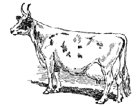 AYRSHIRE COW