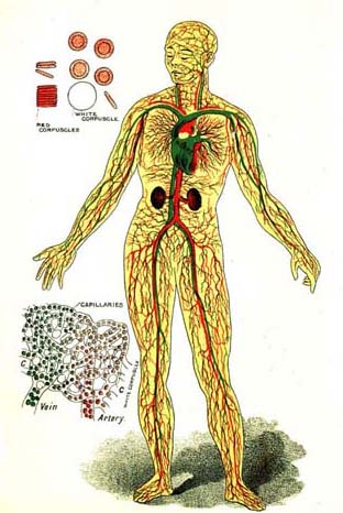 PLATE 1. THE CIRCULATION.