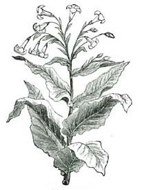 TOBACCO-PLANT.