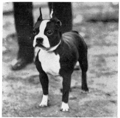 A male with white chest and feet, but black body and legs.