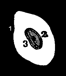 Illustration:
Fig. 4.