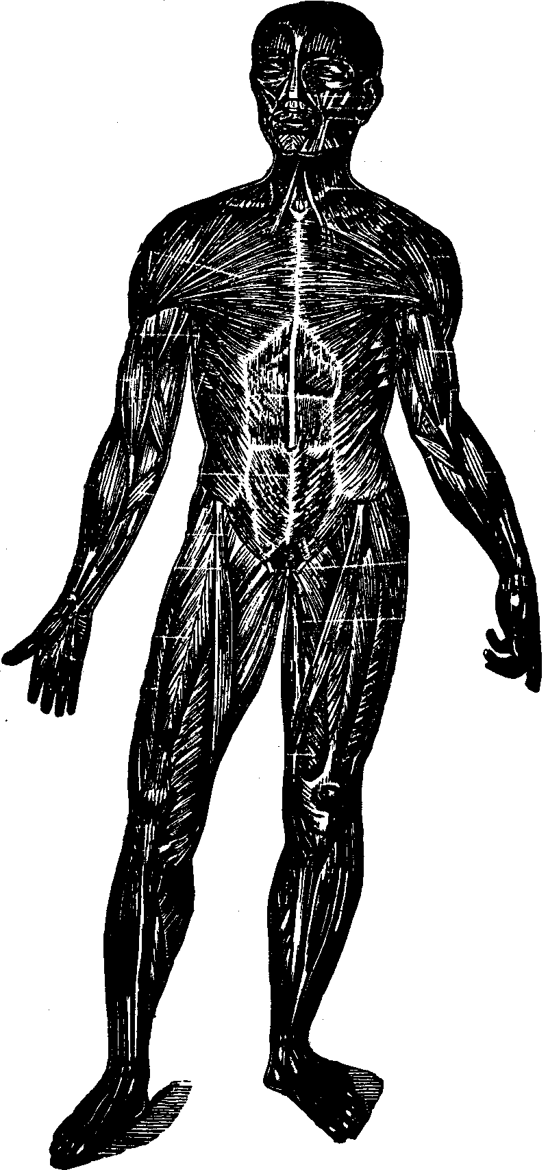 Illustration:
Fig. 24. A representation of the superficial layer of muscles on the
anterior portion of the body.