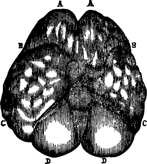 Illustration:
Fig. 84. American Indian. 