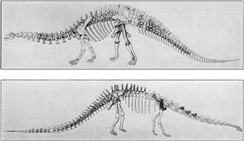 Fig. 20.: Skeletons of Brontosaurus (above) and
Diplodocus (below) in the American Museum.