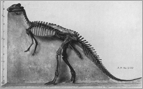 Fig. 26.: Skeleton of Camptosaurus, an American
relative of the Iguanodon.