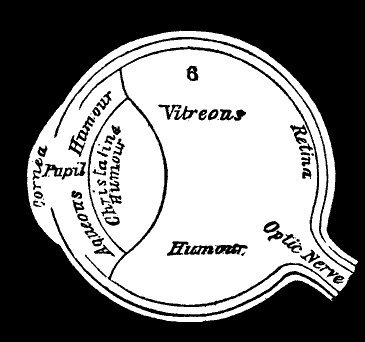 Structure of human eye