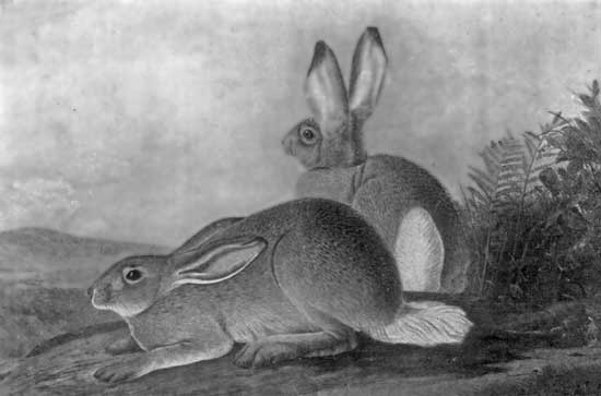 RABBITS