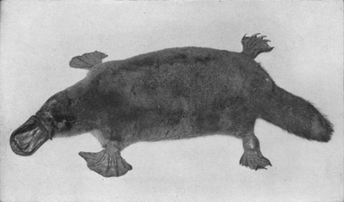 THE DUCKMOLE OR DUCK-BILLED PLATYPUS OF AUSTRALIA