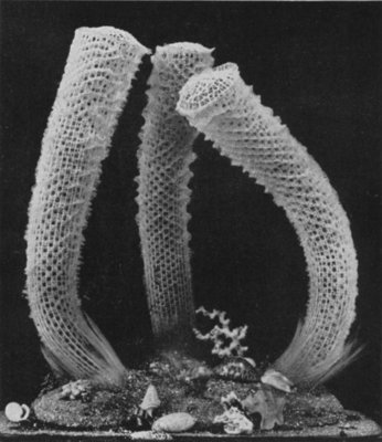 FLINTY SKELETON OF VENUS FLOWER BASKET (EUPLECTELLA), A JAPANESE DEEP-SEA SPONGE