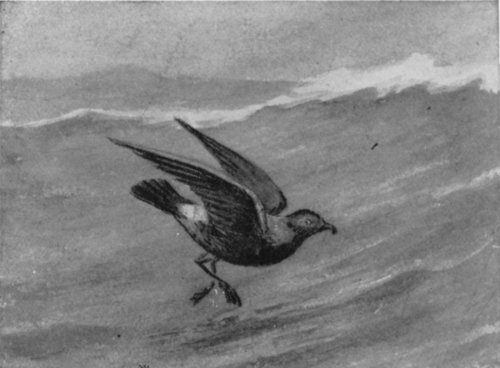 STORM PETREL OR MOTHER CAREY'S CHICKEN