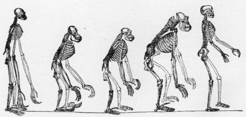 SKELETONS OF THE GIBBON, ORANG, CHIMPANZEE, GORILLA, MAN