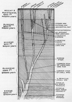 SUGGESTED GENEALOGICAL TREE OF MAN AND ANTHROPOID APES