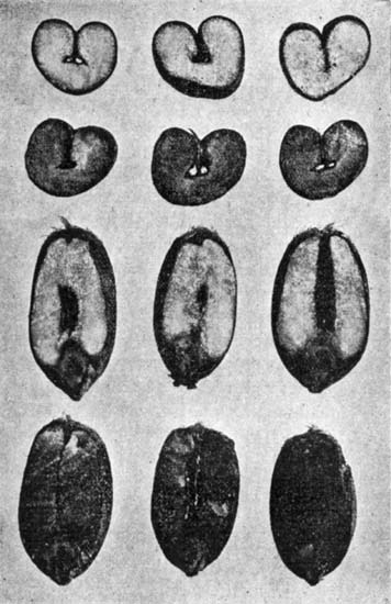 Fig. 36.