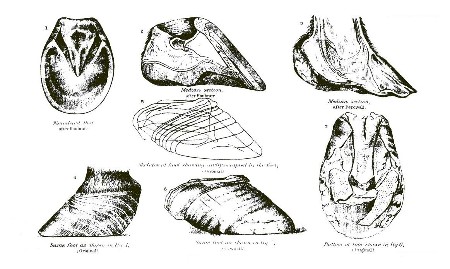 PLATE XXXVII.