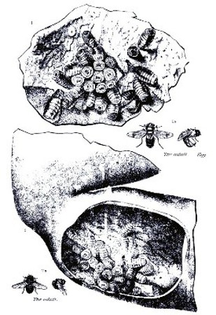 PLATE VI.