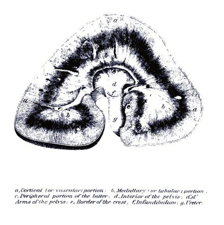 PLATE VIII.