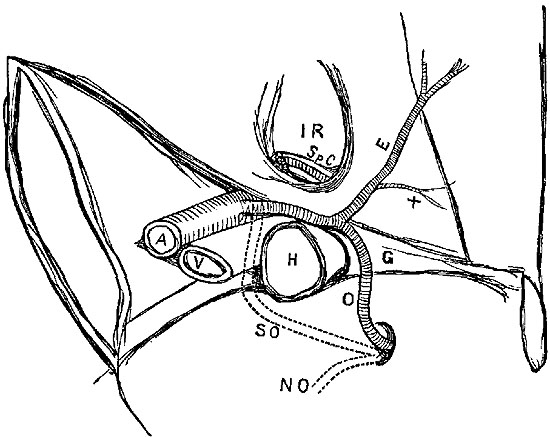 Fig. xxxii.