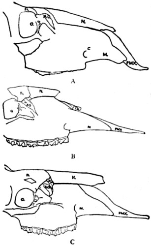 Skulls of Canadian Stag, Cervalces
Americanus and Elk.