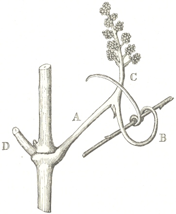 Fig. 10.  Flower-stalk of the Vine.  A.  Common Peduncle.  B.
Flower-tendril.  C.  Sub-Peduncle, bearing the flower-buds.  D.
Petiole of the opposite leaf