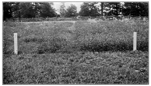 Lime Favors Clover at the Ohio Experiment Station