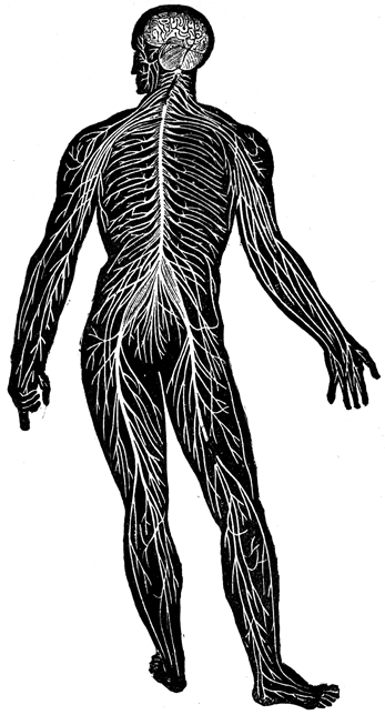 Human nervous system from the back