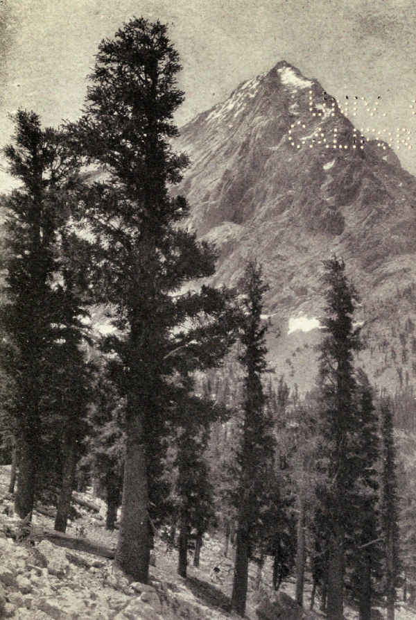 EAST VIDETTE FROM A FOREST OF FOXTAIL PINES