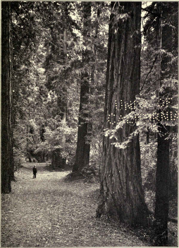 CATHEDRAL ISLE OF THE MUIR WOODS