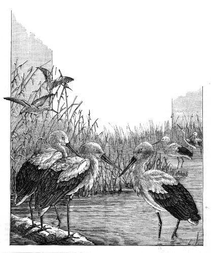 Illustration