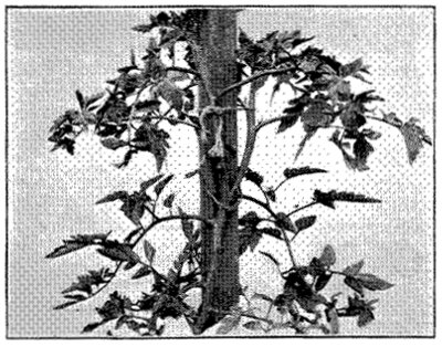 FIG. 31—BUCKEYE STATE, SHOWING LONG NODES AND DISTANCE BETWEEN FRUIT CLUSTERS