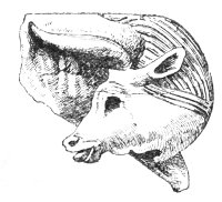 Cow's head