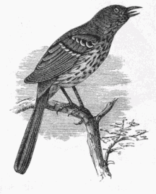 thrush