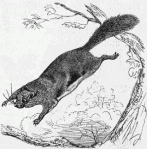 flying squirrel in flight