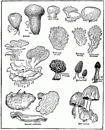 Toadstools