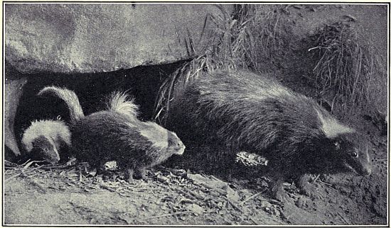 SKUNKS—MOTHER AND YOUNG HUNTING FOR GRASSHOPPERS AND CRICKETS