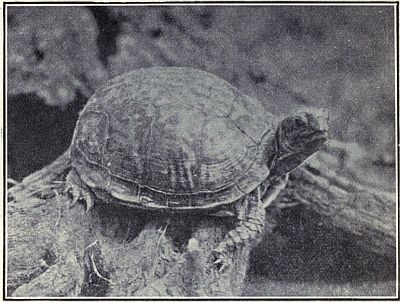 COMMON BOX TURTLE