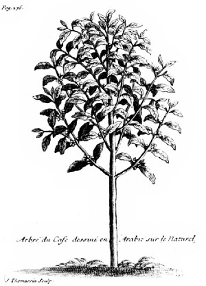 The Coffee Tree as Pictured by La Roque in His "Voyage de
l'Arabie Heureuse"