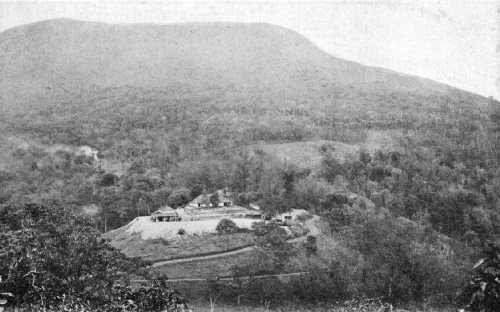 Bird's-Eye View of a Coffee Estate in Mysore, India