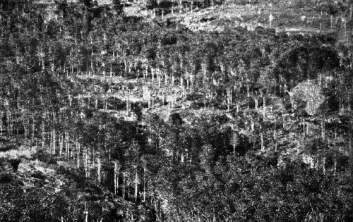 Coffee Plantation Near Sagada, Bontoc Province, P.I.