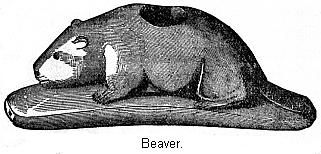 Beaver.