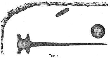 Turtle.