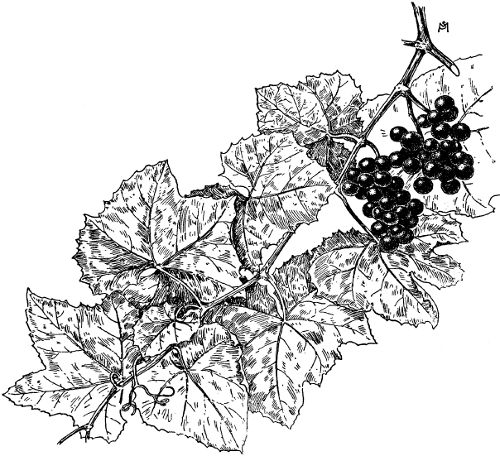 Fig. 4. A shoot of Vitis stivalis.