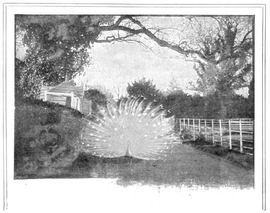 THE WHITE PEACOCK—THE KING OF THE WHITE FARM.