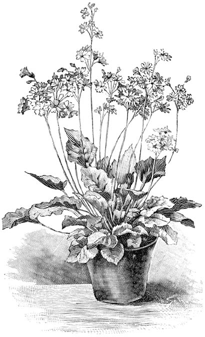 Fig. 103. Primula obconica.