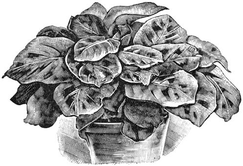 Fig. 224. Maranta Kerchovei.